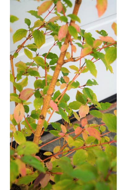 Кизил криваво-червоний Мідвінтер Фаєр фото